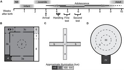 Adolescent Exploratory Strategies and Behavioral Types in the Multivariate Concentric Square FieldTM Test